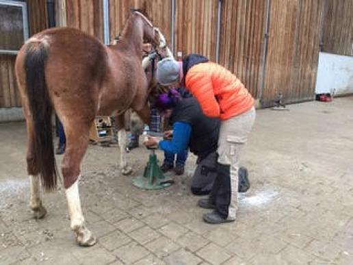 Während der Kurse haben die BarhufpflegerInnen die Hufe der Pferde unter Anleitung von Hufschmied Dr. Michael Zanger fachgerecht bearbeitet.
